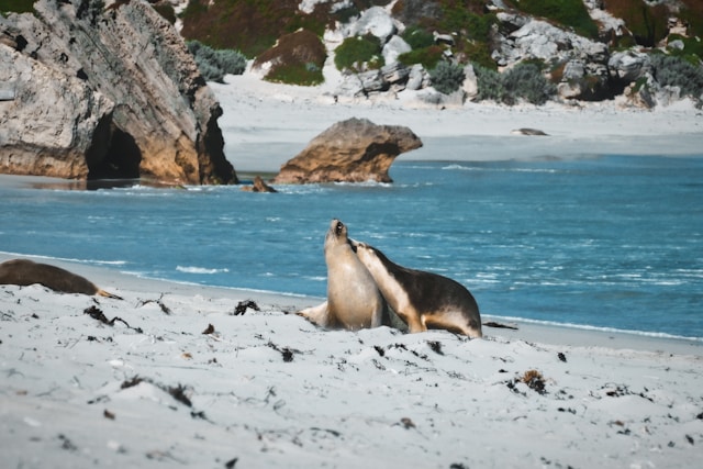 mammifères marins en Colombie-Britannique