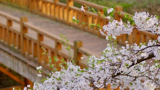 Quels sont les secrets des meilleurs spots de sakura à Kyoto ?