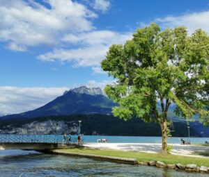arbre vert près d'un plan d'eau pendant la journée