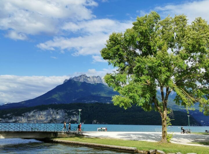 arbre vert près d'un plan d'eau pendant la journée