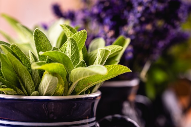 Plantes anti-hypertension